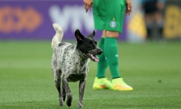 Waduh, Seekor Anjing Obrak-abrik Partai Liga 2 Antara PSIM Vs Persiba Balikpapan