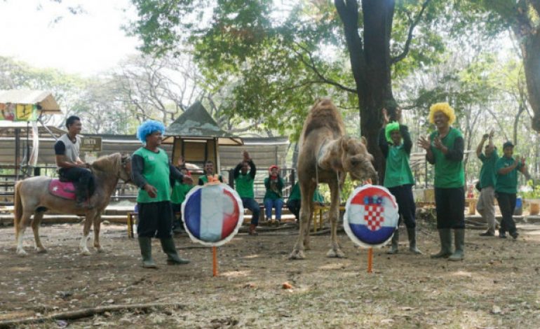 Unta di Solo Ramal Final Piala Dunia, Siapa Juaranya?