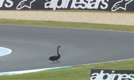 Hanya di Australia, Tonton Video Hewan-hewan Lewat di Sirkuit Phillip Island